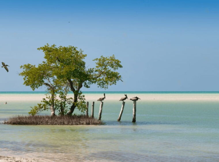 explore-holbox-at-your-own-pace-highlights-hidden-gems