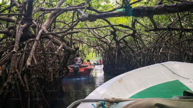 exploring-galle-madu-river-turtle-hatchery-adventure