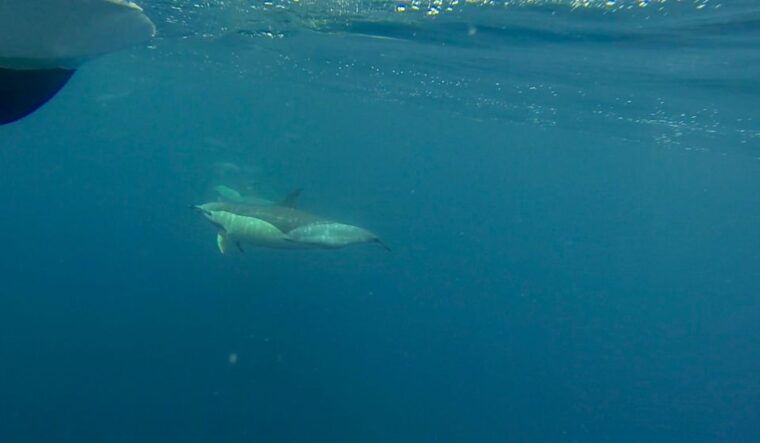 faro-dolphin-and-wildlife-watching-in-the-atlantic-ocean
