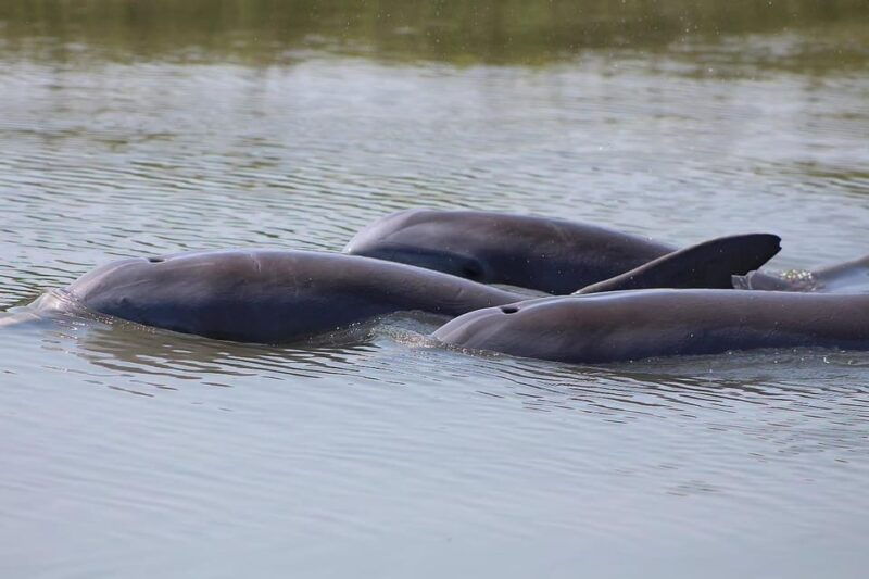 folly-beach-dolphin-viewing-boat-excursion