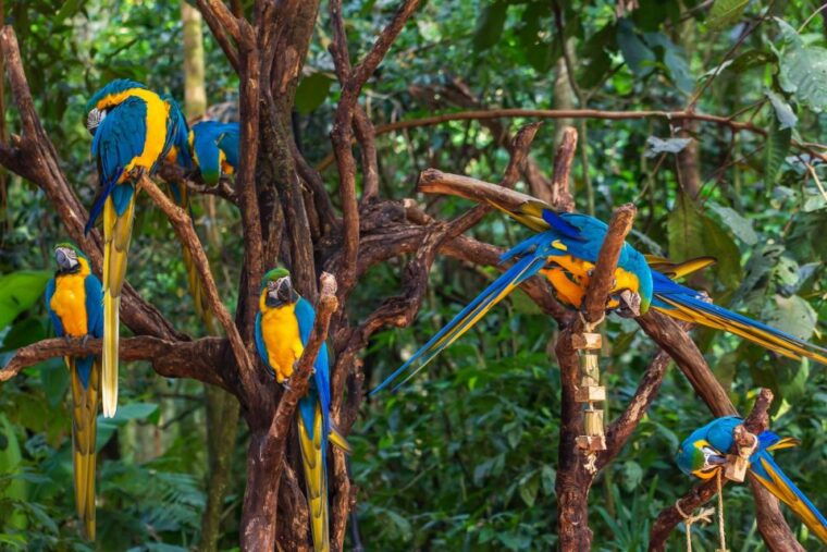 foz-do-iguacu-bird-park-experience