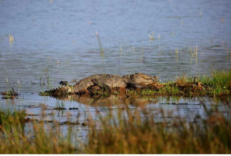 from-anuradhapura-all-inclusive-full-day-safari-at-wilpattu