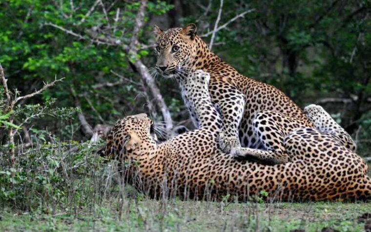 from-anuradhapura-full-day-wilpattus-wild-wonders-private
