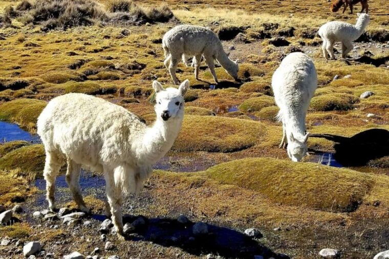 from-arequipa-excursion-to-salinas-lagoon