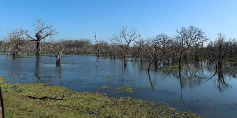 from-arugambay-yala-national-park-safari-dropoff-in-ella