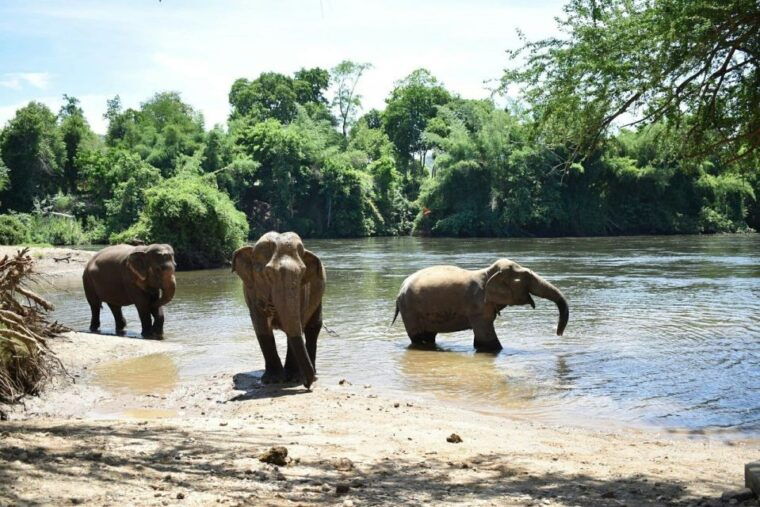 from-bangkok-elephantsworld-kanchanaburi-2-day-experience
