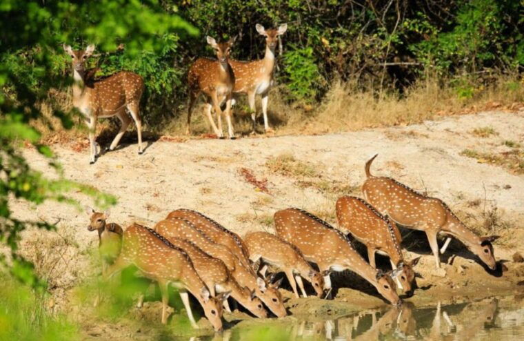 from-bentota-full-day-yala-national-park-safari-tour