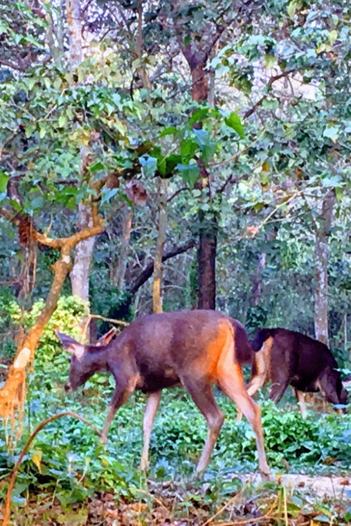 from-chitwan-half-day-caneoing-jungle-walk-with-guide