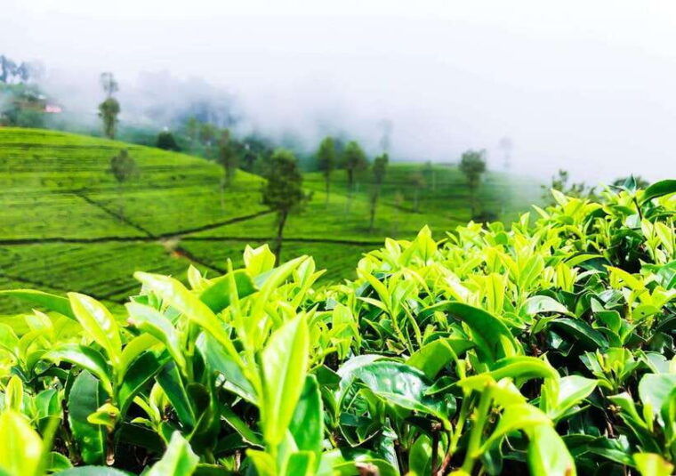 from-colombo-2-day-nuwara-eliya-kandy-and-sigiriya-tour