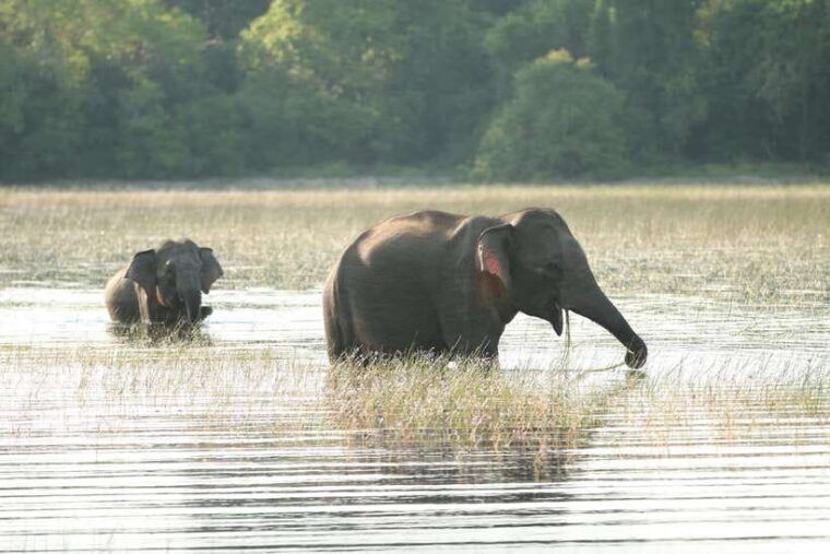 from-colombo-8-day-private-tour-of-sri-lanka-with-transport