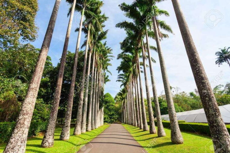 from-colombo-day-trip-to-kandy-pinnwala-royal-gardens-3