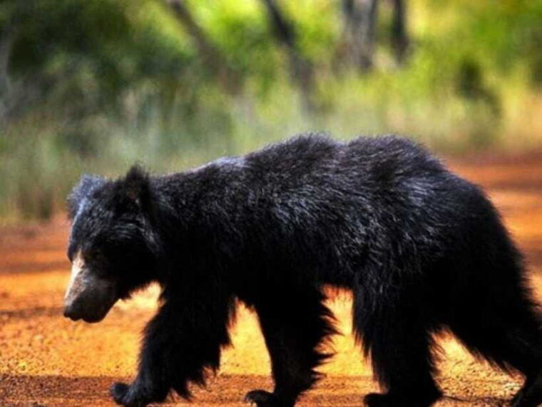 from-ella-udawalawe-yala-national-parks-2-day-tour