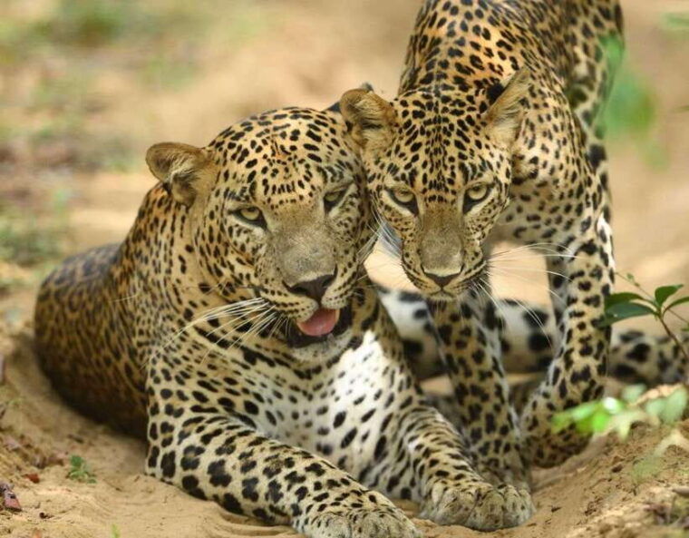 from-ella-yala-safari-tour-with-drop-at-tangalle-hiriketiya