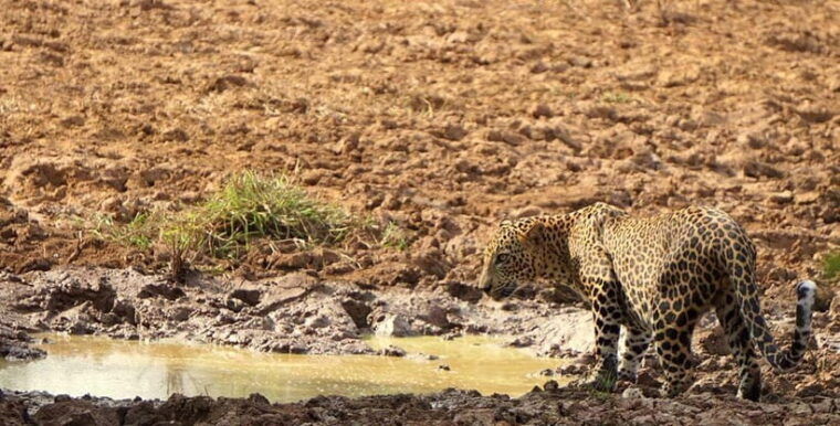 from-ella-yala-safari-with-drop-mirissa-galle
