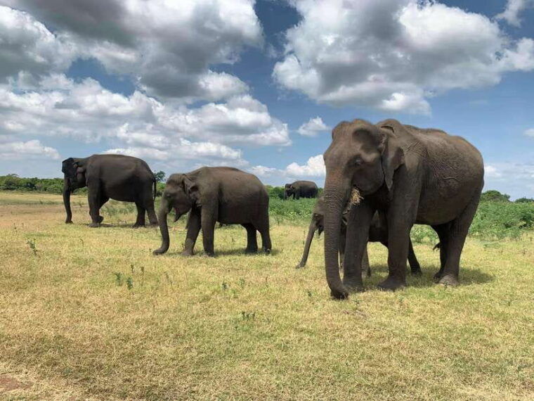 from-ella-yala-safari-with-tangalle-mirissa-galle-drop-off