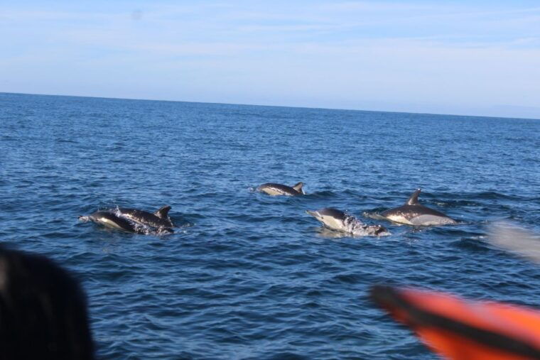 from-faro-dolphin-watching-wildlife