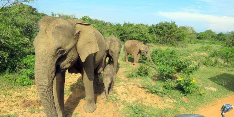 from-galle-mirissa-hikkaduwa-udawalawe-national-park-safari
