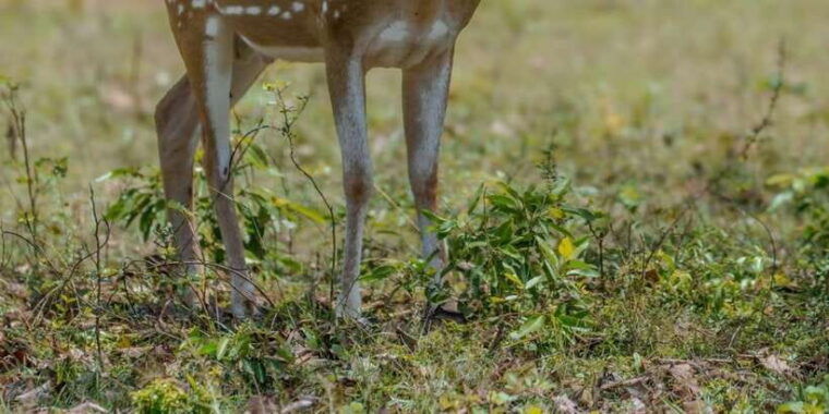 from-galle-mirissa-hikkaduwa-yala-full-day-safari-tour