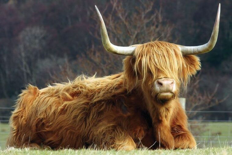 from-glasgow-oban-glencoe-west-highland-castles-day-trip