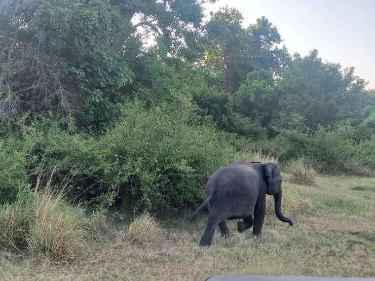 from-habarana-minneriya-national-park-4x4-jeep-safari