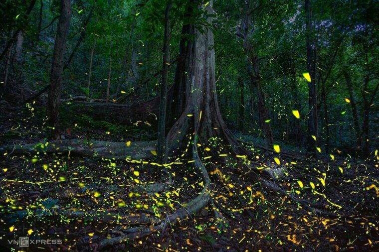 from-hanoi-explore-fresh-nature-see-wild-animal-fireflies