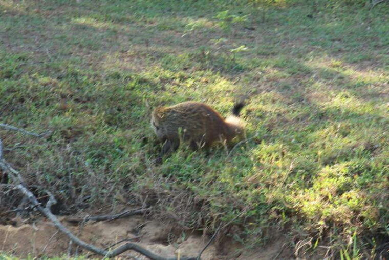from-hikkaduwa-galle-mirissa-udawalawa-safari-drop-ella