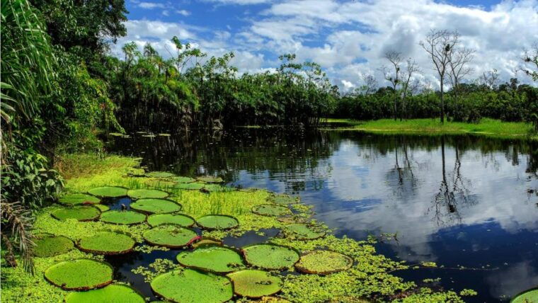 from-iquitos-full-day-tour-in-the-peruvian-jungle