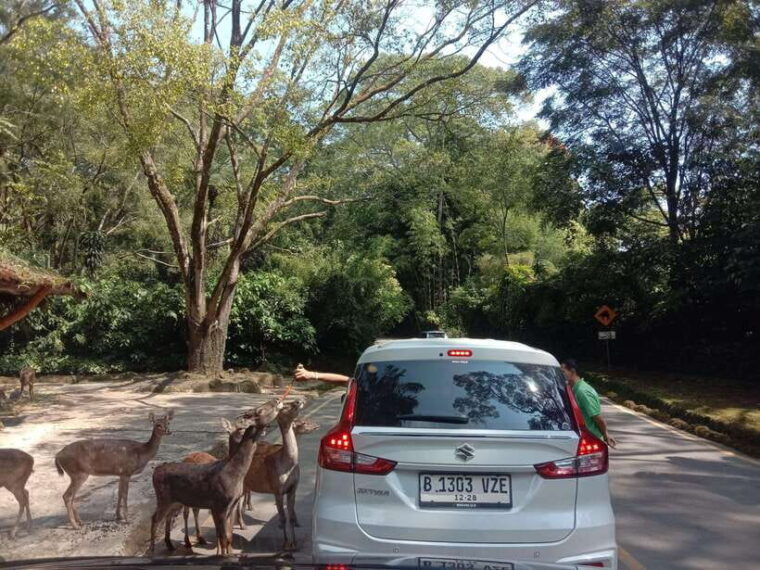 from-jakarta-private-taman-safari-day-tour