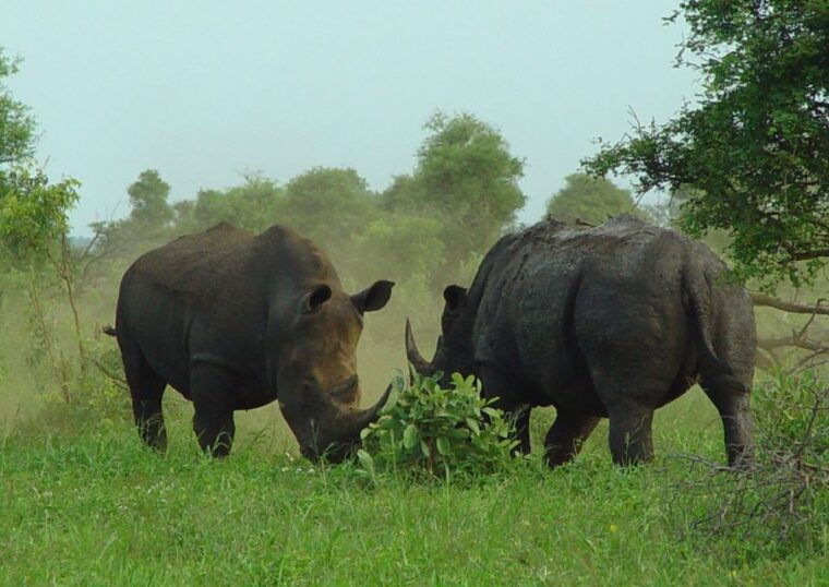 from-johannesburg-pilanesberg-nature-reserve-game-safari