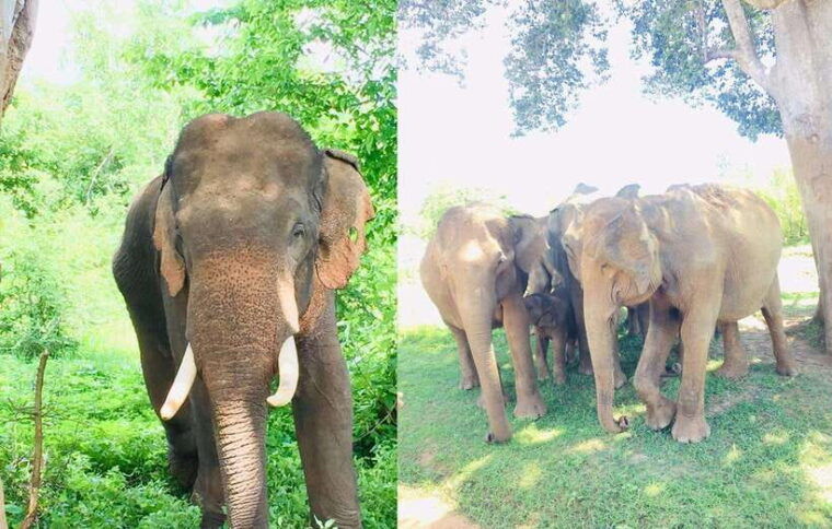 from-kandy-sigiriya-rock-dambulla-minneriya-jeep-safari