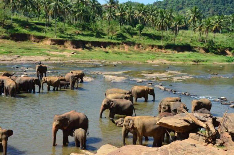 from-kandy-to-pinnawala-private-day-tour-via-ambuluwawa