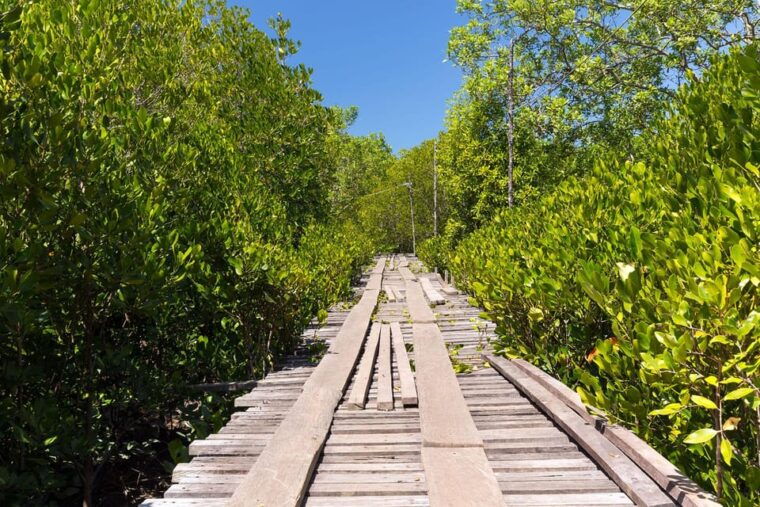 from-ko-lanta-mangrove-eco-excursion-by-longtail-boat