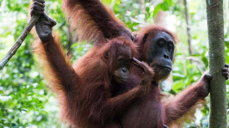 from-medan-bukit-lawang-orangutan-tour-mt-leuser