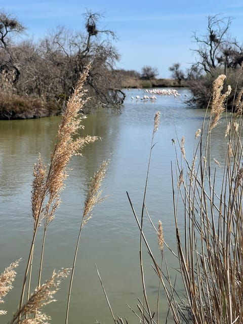 from-montpellier-camargue-and-salt-marshes-guided-tour