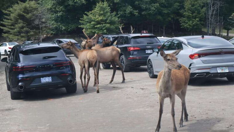 from-montreal-omega-park-wildlife-safari-with-pro-photos