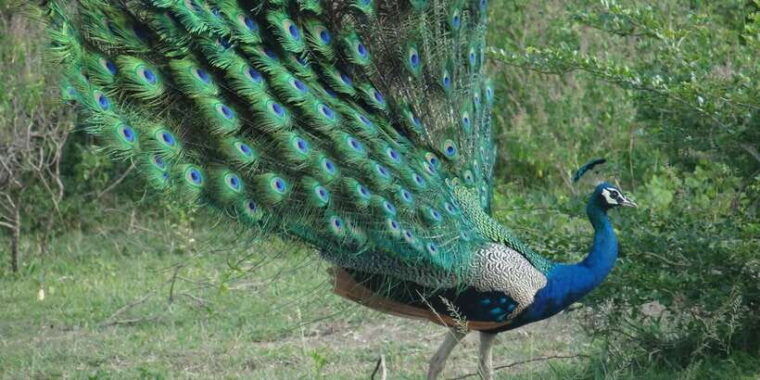 from-negombo-minneriya-national-park-safari-tour