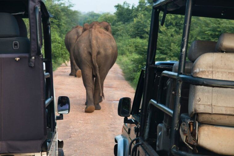 from-negombo-udawalawa-national-park-wildlife-safari