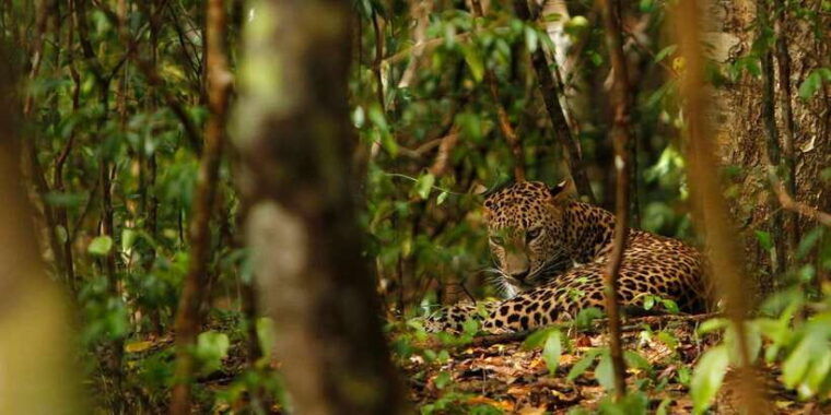 from-negombo-wilpattu-national-park-safari-guided-day-tour