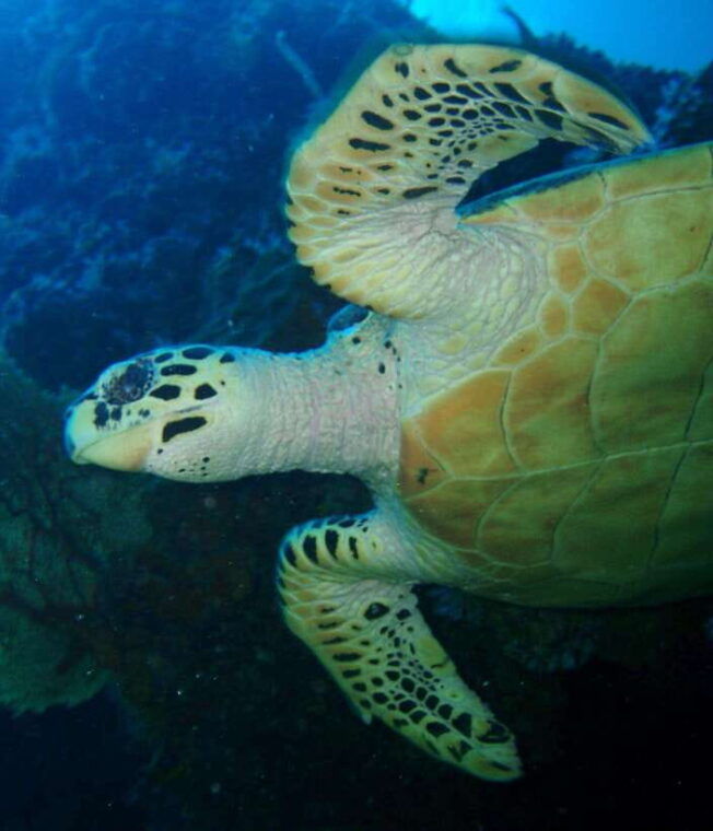 from-phi-phi-beginner-scuba-diving-day-trip-with-2-dives