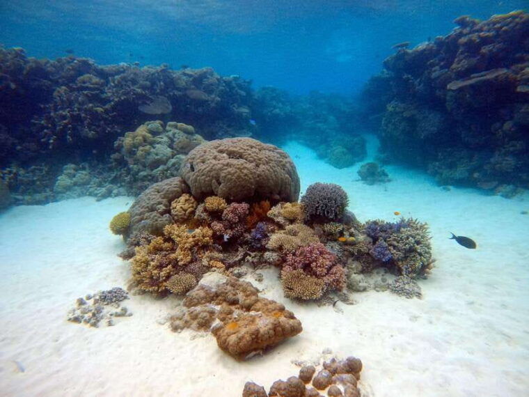 from-phi-phi-half-day-longtail-boat-tour-to-maya-bay