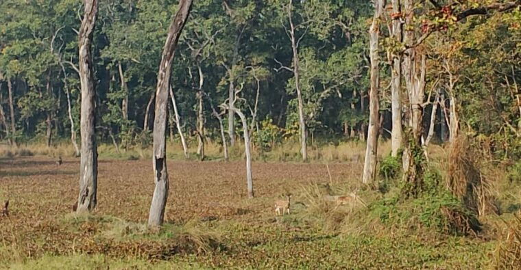 from-pokhara-3-day-2-night-wildlife-chitwan-tour-package