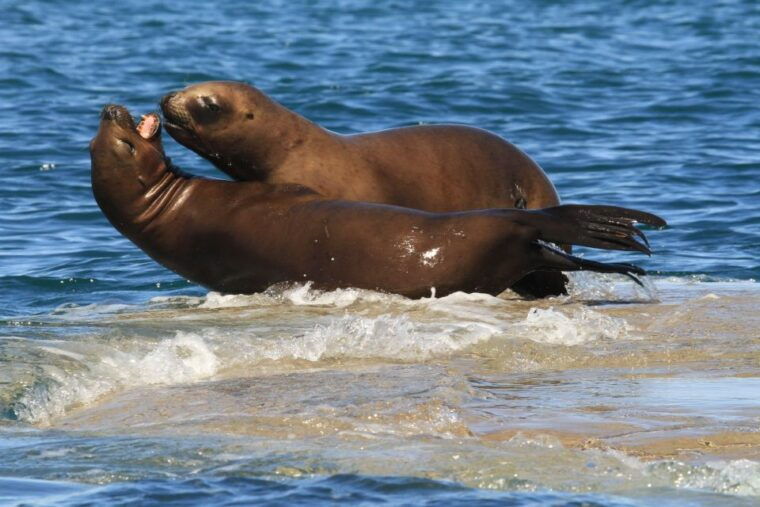 from-puerto-madryn-city-and-punta-loma-tour