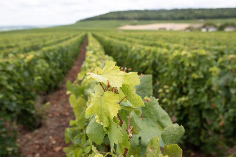 from-reims-champagne-and-family-run-wineries-tour