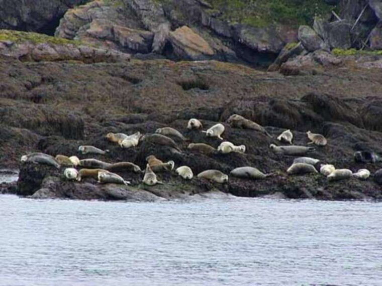 from-saint-john-saint-andrews-whale-watching-tour