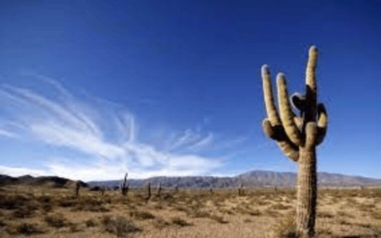 from-salta-cachi-and-los-cardones-national-park-tour