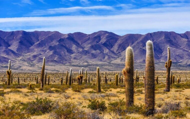 from-salta-full-day-tours-of-cachi-and-salinas-grandes