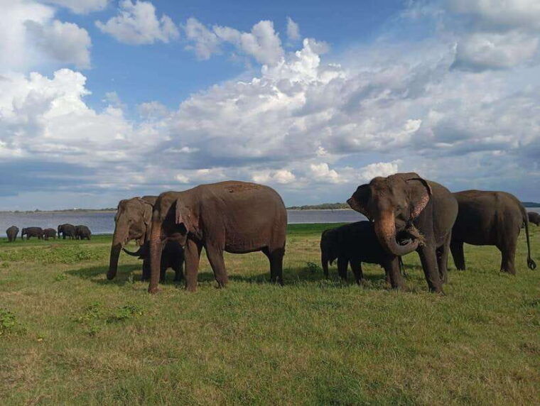 from-sigiriya-minneriya-national-park-half-day-jeep-safari