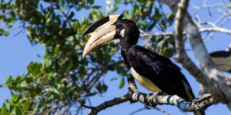 from-tangalle-hiriketiya-shuttle-to-ella-with-yala-safari