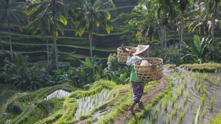 from-ubud-evening-firefly-tour-in-taro-village