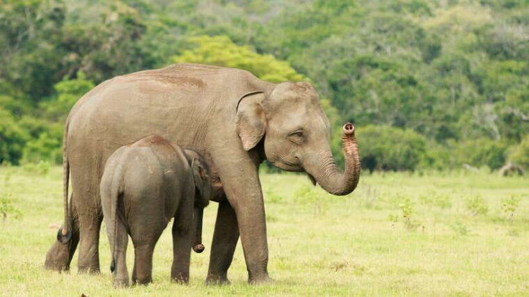 from-udawalawa-udawalawa-national-park-safari-tours